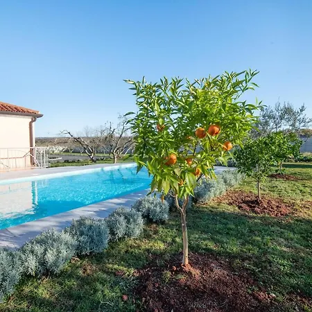Olive & Lavender With Pool